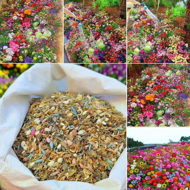 🔥Last day clearance💝Mixed Perennial Flowers Seeds-Over 30 kinds mixed - Image 2
