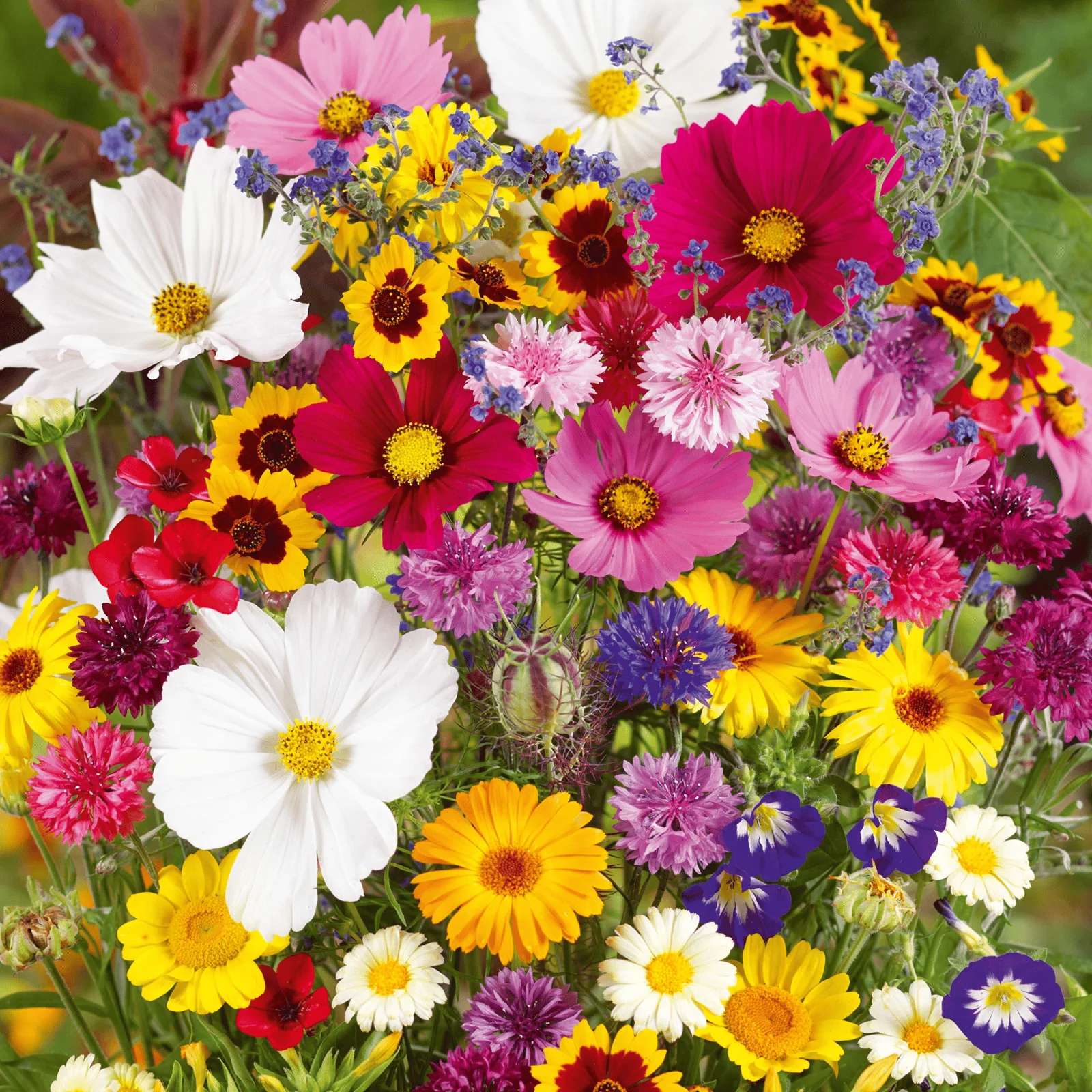 🔥Last day clearance💝Mixed Perennial Flowers Seeds-Over 30 kinds mixed - Image 3