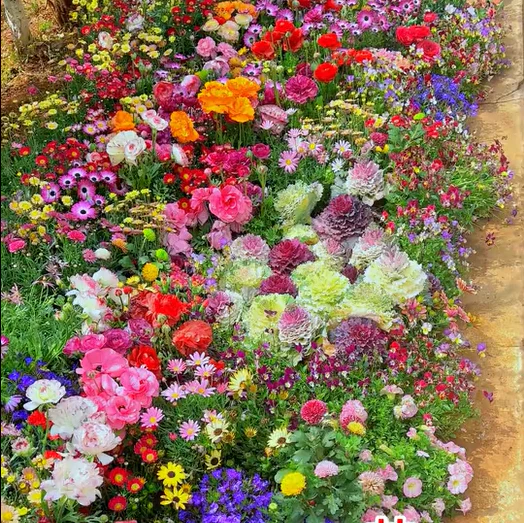 🔥Last day clearance💝Mixed Perennial Flowers Seeds-Over 30 kinds mixed - Image 4