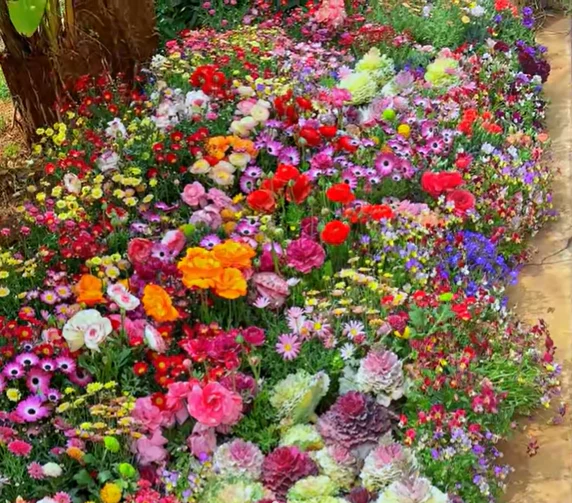 🔥Last day clearance💝Mixed Perennial Flowers Seeds-Over 30 kinds mixed - Image 5