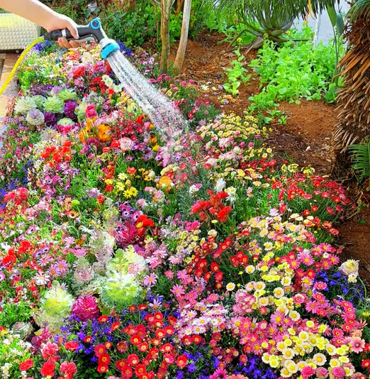 🔥Last day clearance💝Mixed Perennial Flowers Seeds-Over 30 kinds mixed - Image 6
