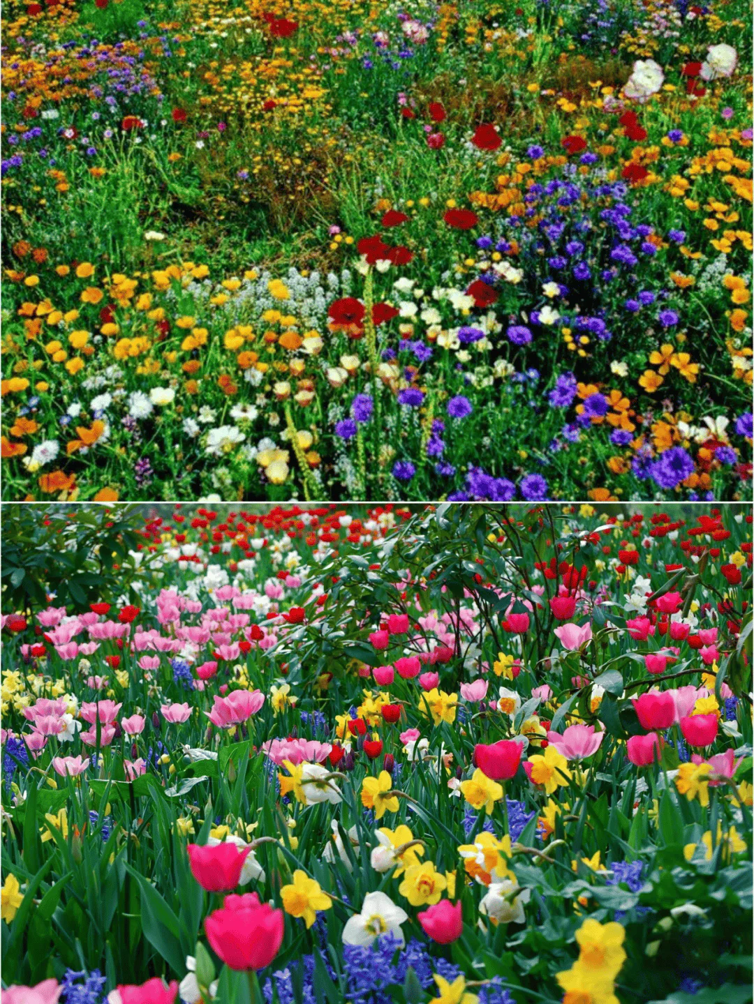 🔥Last day clearance💝Mixed Perennial Flowers Seeds-Over 30 kinds mixed - Image 7