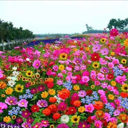 🔥Last day clearance💝Mixed Perennial Flowers Seeds-Over 30 kinds mixed - Image 8