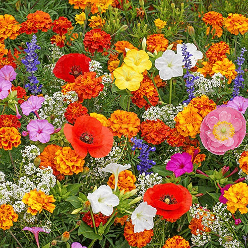 🔥Last day clearance💝Mixed Perennial Flowers Seeds-Over 30 kinds mixed - Image 9